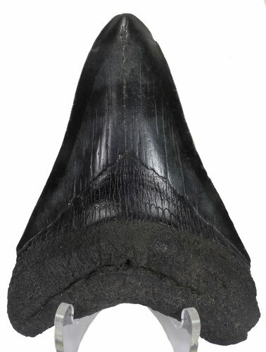 Fossil Megalodon Tooth - Multi-Toned Grey Enamel #57302